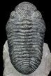 Drotops Trilobite With White Patina - Killer Specimen #69755-2